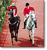 Equestrian Rubber Flooring Pavers